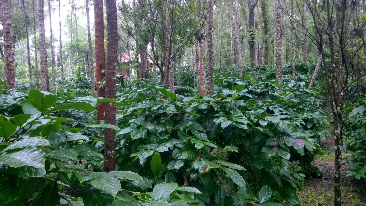 Rai Cottage @ Coorg ,Suntikoppa Extérieur photo